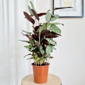 Ctenanthe (Ctenanthe setosa 'Compactstar') 80cm