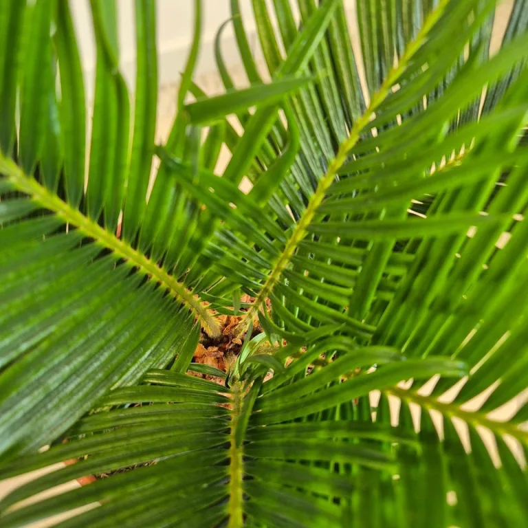 Cykas, sagowiec odwinięty (Cycas revoluta) 50cm