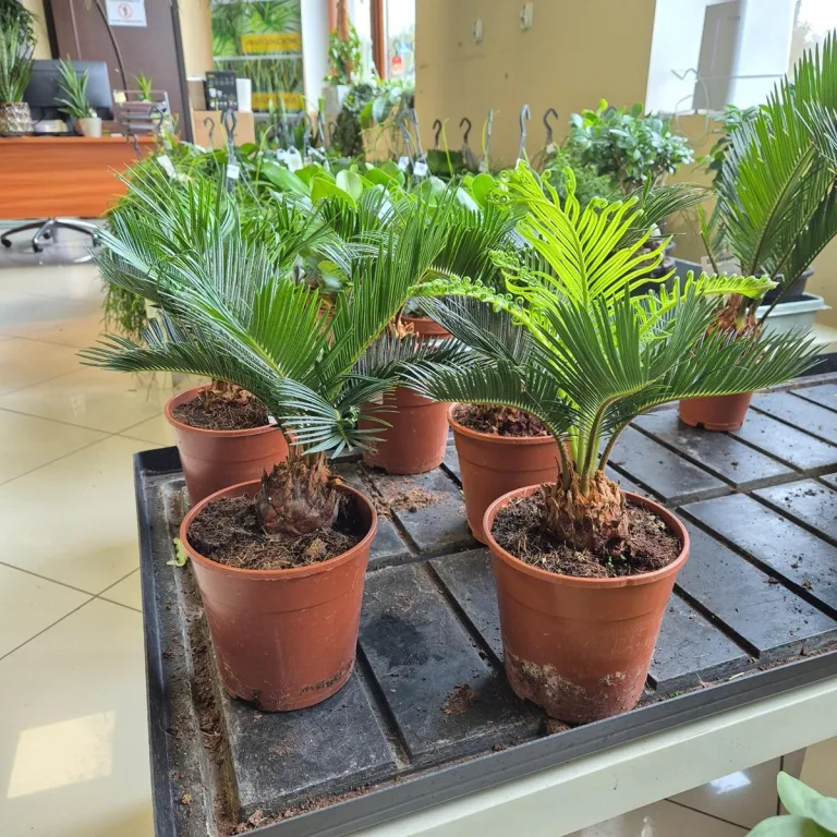 Cykas, sagowiec odwinięty (Cycas revoluta) 50cm