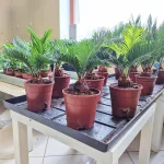 Cykas, sagowiec odwinięty (Cycas revoluta) 50cm