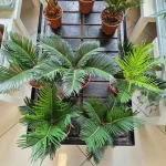 Cykas, sagowiec odwinięty (Cycas revoluta) 50cm