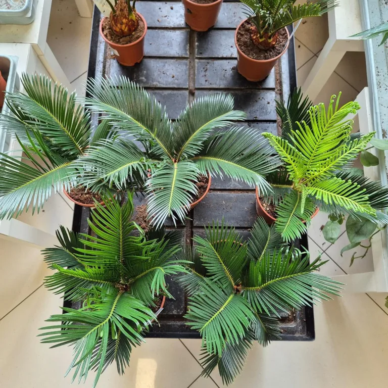 Cykas, sagowiec odwinięty (Cycas revoluta) 50cm