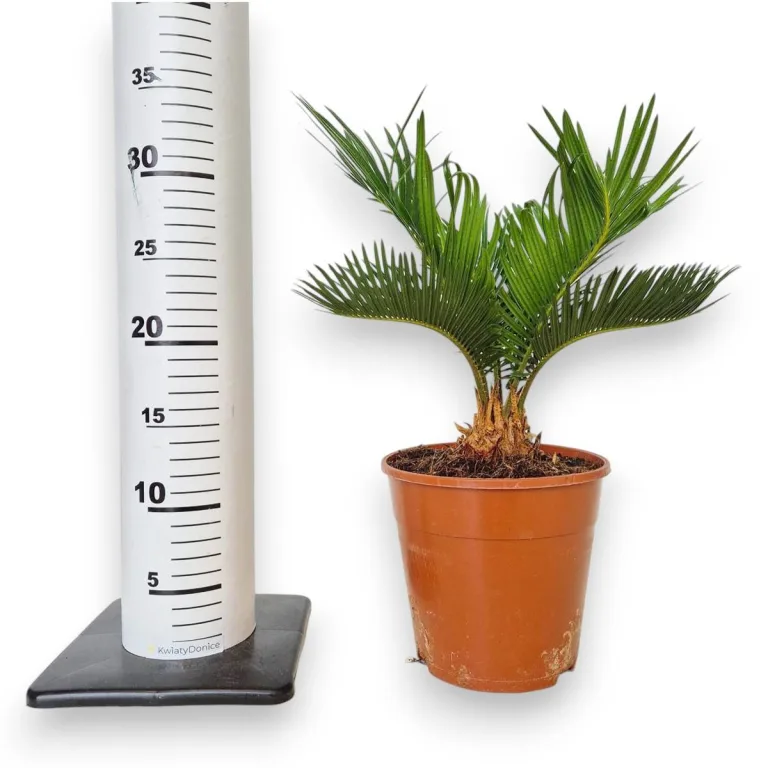 Cykas, sagowiec odwinięty (Cycas revoluta) 50cm