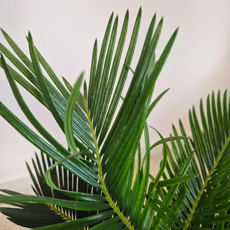 Cykas, sagowiec odwinięty (Cycas revoluta) 50cm