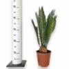 Cykas, sagowiec odwinięty (Cycas revoluta) 45-50cm