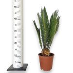 Cykas, sagowiec odwinięty (Cycas revoluta) 50cm
