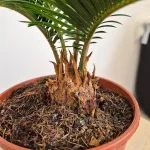 Cykas, sagowiec odwinięty (Cycas revoluta) 50cm