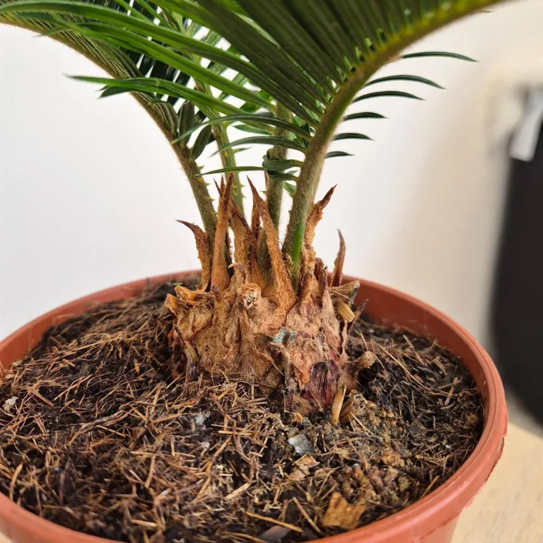 Cykas, sagowiec odwinięty (Cycas revoluta) 50cm