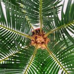 Cykas, sagowiec odwinięty (Cycas revoluta) 50cm