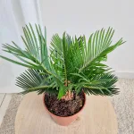 Cykas, sagowiec odwinięty (Cycas revoluta) 50cm