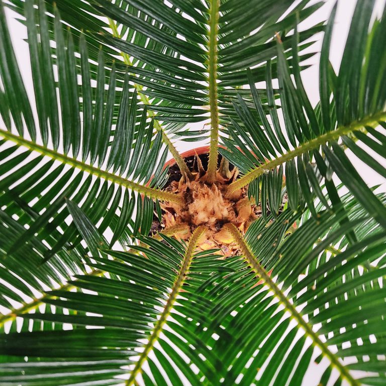Cykas, sagowiec odwinięty (Cycas revoluta) 50cm