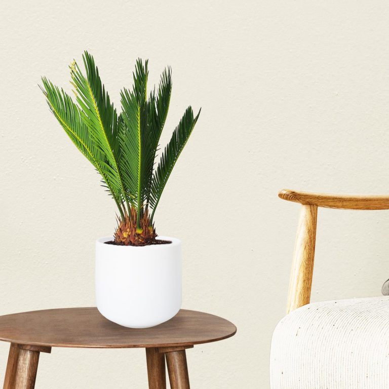 Cykas, sagowiec odwinięty (Cycas revoluta) 50cm