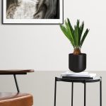 Cykas, sagowiec odwinięty (Cycas revoluta) 50cm