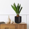 Cykas, sagowiec odwinięty (Cycas revoluta) 45-50cm