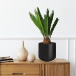 Cykas, sagowiec odwinięty (Cycas revoluta) 50cm