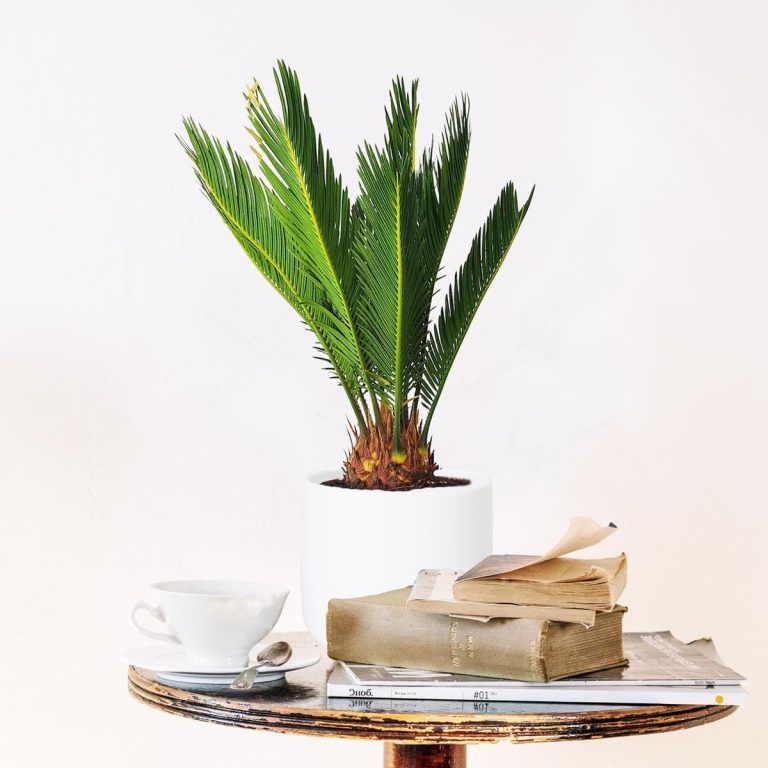 Cykas, sagowiec odwinięty (Cycas revoluta) 50cm