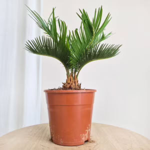 Cykas, sagowiec odwinięty (Cycas revoluta) 50cm