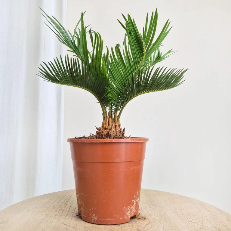 Cykas, sagowiec odwinięty (Cycas revoluta) 50cm