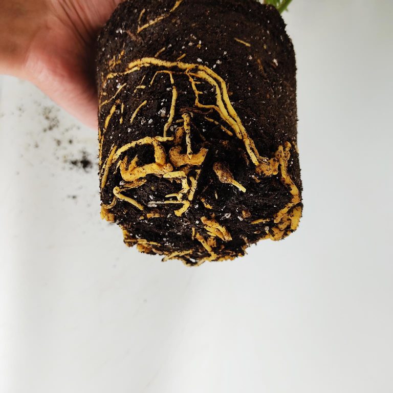 Cykas, sagowiec odwinięty (Cycas revoluta) 50cm