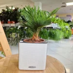 Cykas, sagowiec odwinięty (Cycas revoluta) 50cm