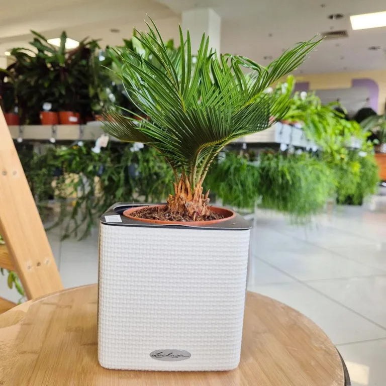 Cykas, sagowiec odwinięty (Cycas revoluta) 50cm