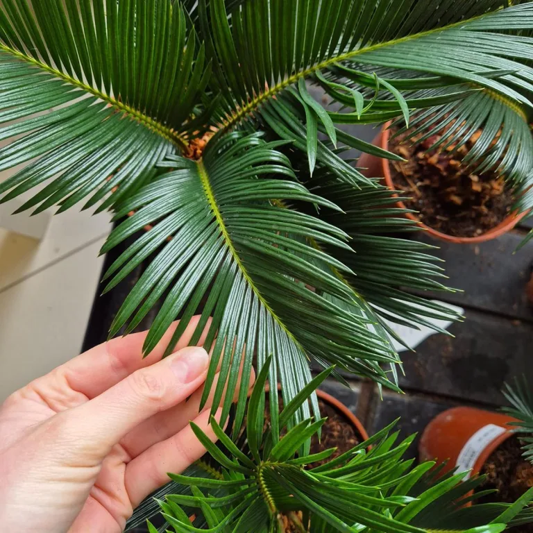 Cykas, sagowiec odwinięty (Cycas revoluta) 50cm