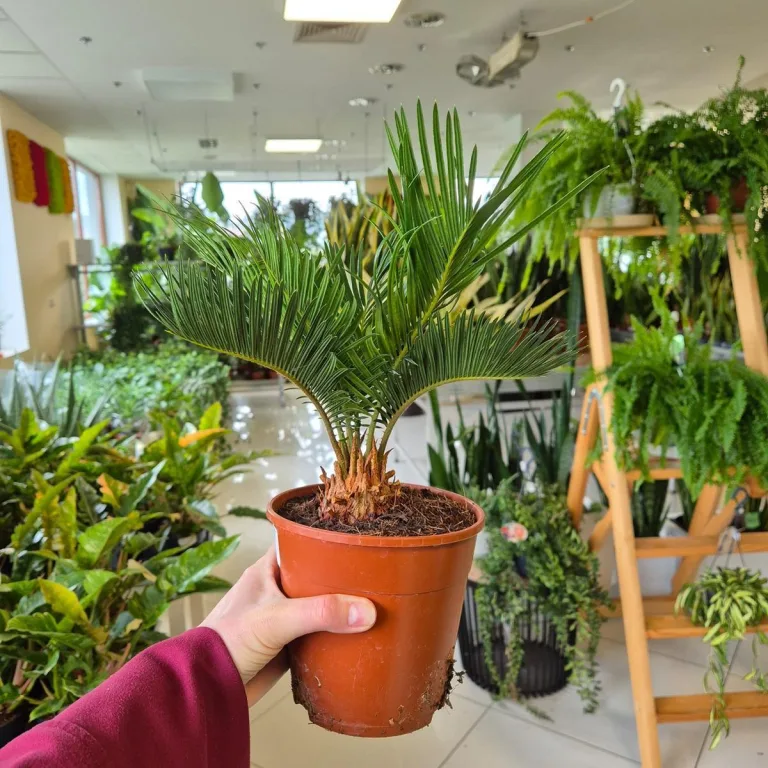 Cykas, sagowiec odwinięty (Cycas revoluta) 50cm