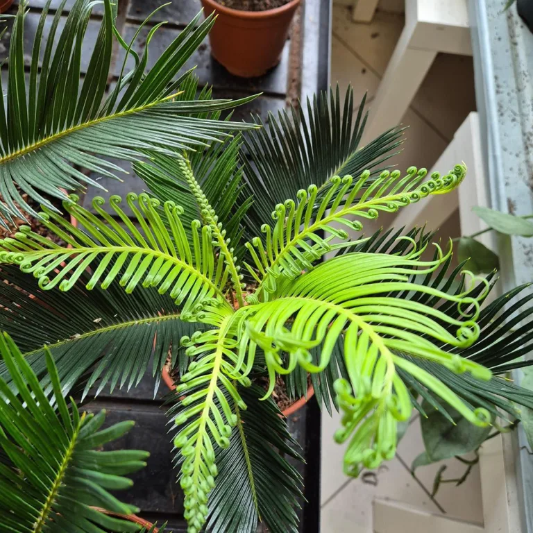 Cykas, sagowiec odwinięty (Cycas revoluta) 50cm