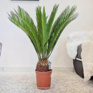 Cykas sagowiec odwinięty (Cycas revoluta) 80cm