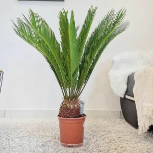 Cykas sagowiec odwinięty (Cycas revoluta) 80cm