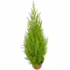 Cyprysik (Cupressus ‘Goldcrest Wilma’) mini choinka 65-70cm