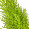Cyprysik (Cupressus ‘Goldcrest Wilma’) mini choinka 65-70cm