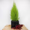 Cyprysik (Cupressus ‘Goldcrest Wilma’) mini choinka 65-70cm