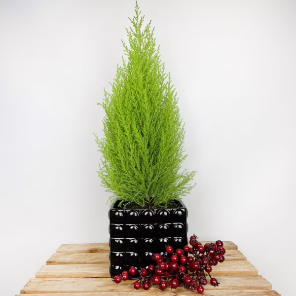 Cyprysik (Cupressus 'Goldcrest Wilma') mini choinka 65cm