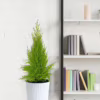 Cyprysik (Cupressus ‘Goldcrest Wilma’) mini choinka 65-70cm