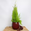 Cyprysik (Cupressus ‘Goldcrest Wilma’) mini choinka 65-70cm