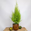 Cyprysik (Cupressus ‘Goldcrest Wilma’) mini choinka 65-70cm