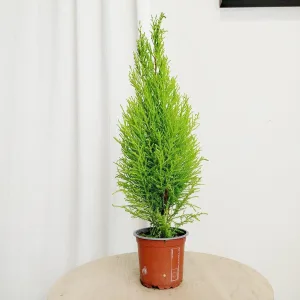 Cyprysik (Cupressus 'Goldcrest Wilma') 45cm