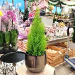 Cyprysik (Cupressus 'Goldcrest Wilma') mini choinka 65cm