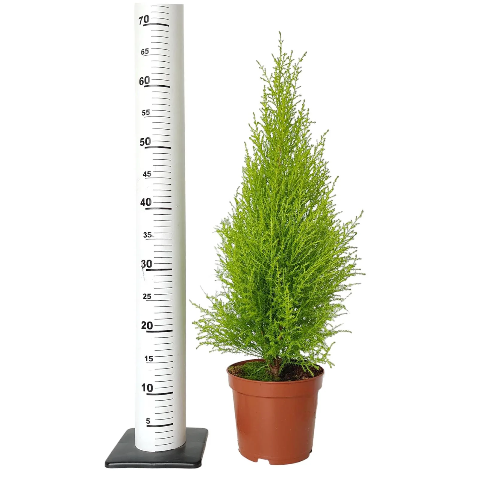 Cyprysik (Cupressus 'Goldcrest Wilma') mini choinka 65cm