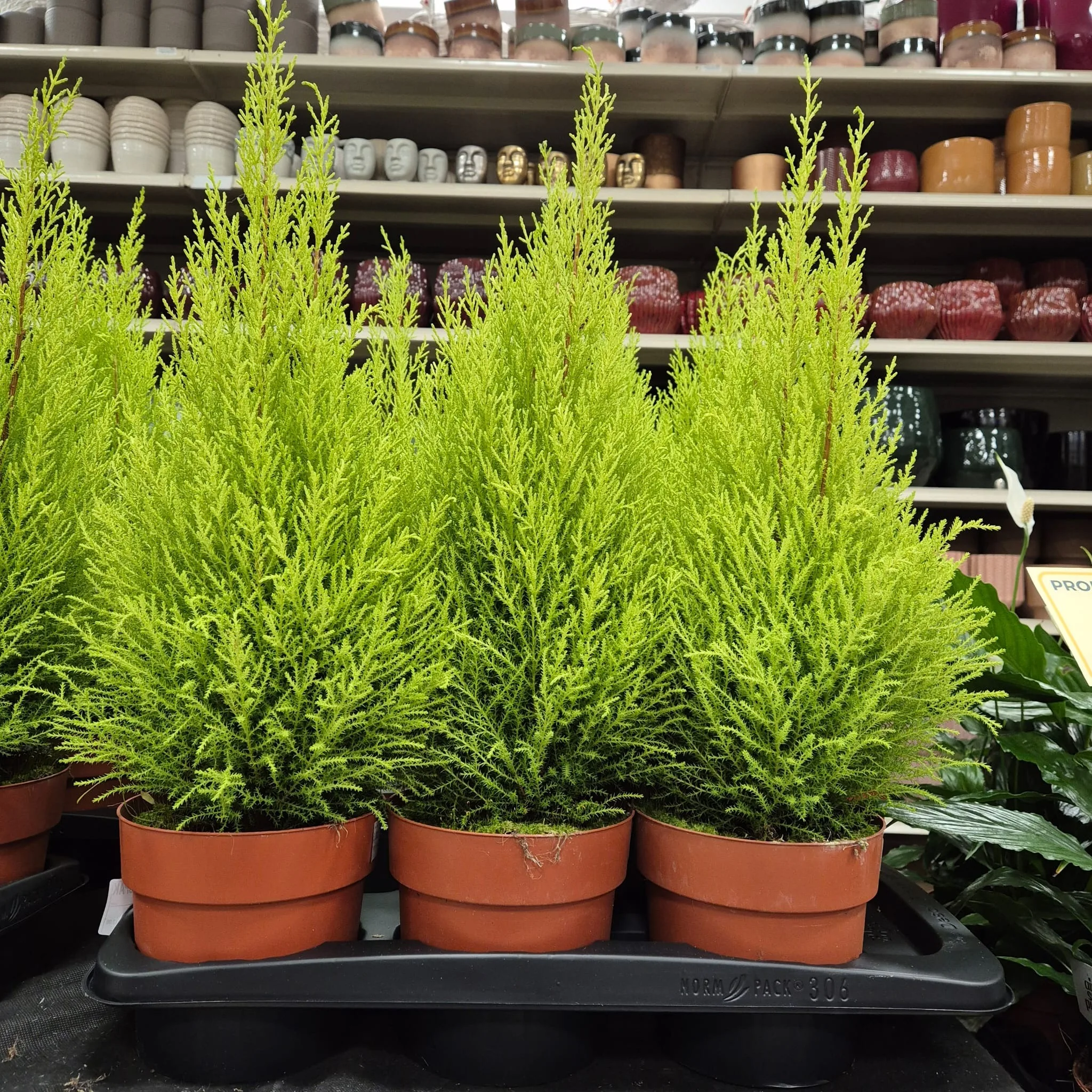 Cyprysik (Cupressus 'Goldcrest Wilma') mini choinka 65cm