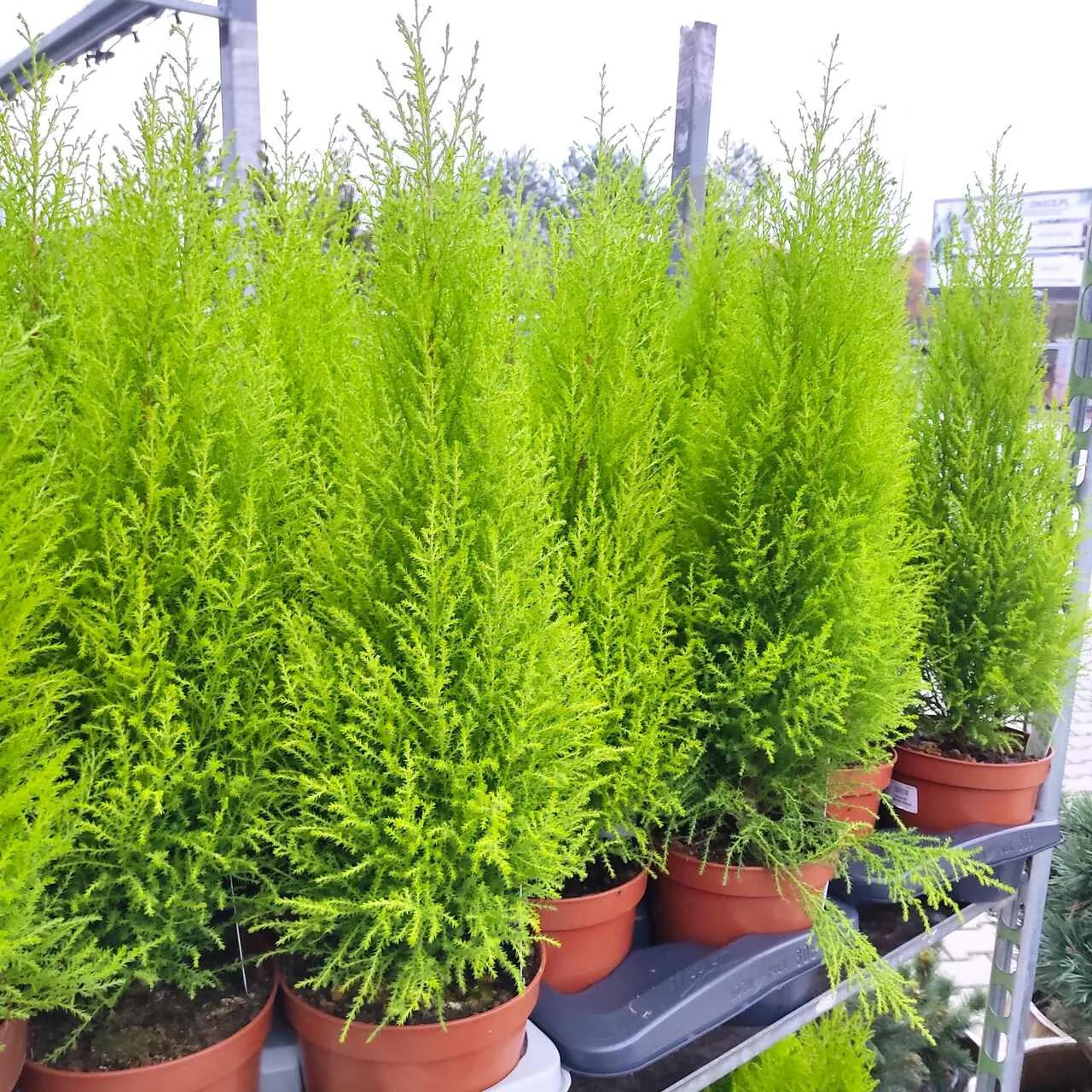 Cyprysik (Cupressus 'Goldcrest Wilma') mini choinka 65cm