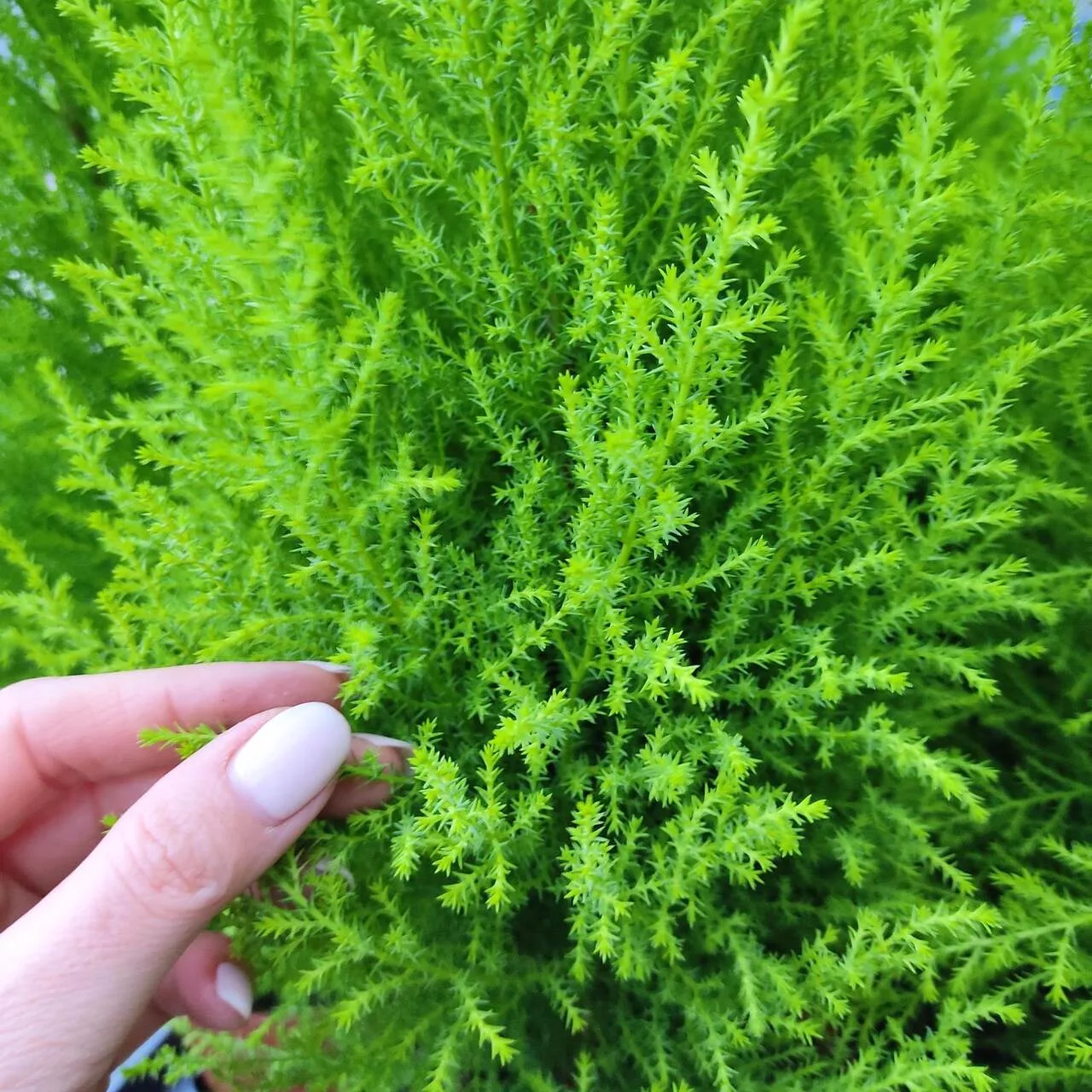 Cyprysik (Cupressus 'Goldcrest Wilma') mini choinka 65cm