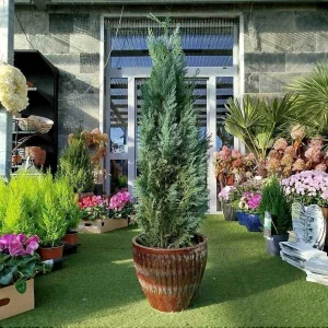 Cyprysik (Cupressus Lawsona 'Columnari') 140cm