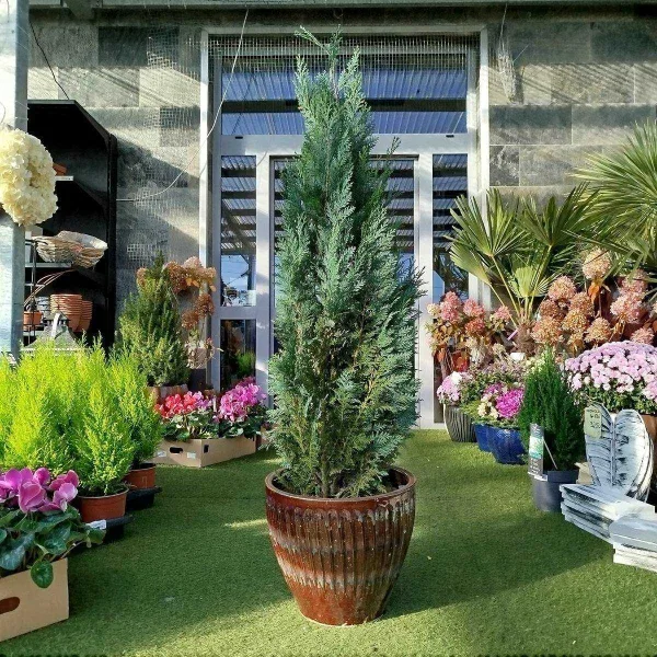 Cyprysik (Cupressus Lawsona 'Columnari') 130-140cm