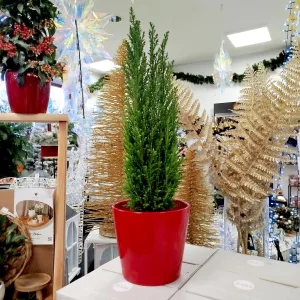 Cyprysik (Cupressus Lawsona 'Ellwoodii') 50cm