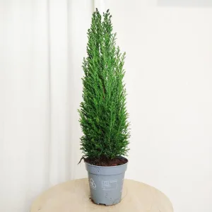 Cyprysik (Cupressus Lawsona 'Ellwoodii') 50cm