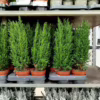 Cyprysik (Cupressus Lawsona ‘Ellwoodii’) mini choinka 40-45cm