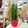 Cyprysik (Cupressus Lawsona ‘Ellwoodii’) mini choinka 40-45cm