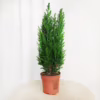 Cyprysik (Cupressus Lawsona ‘Ellwoodii’) mini choinka 40-45cm